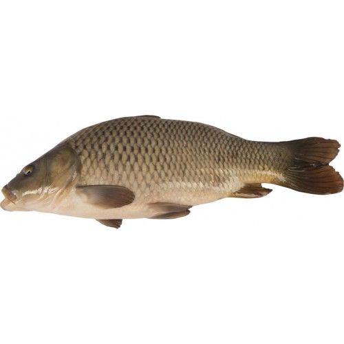Карп живой