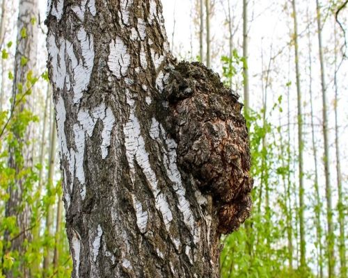 Чага – целебный березовый гриб