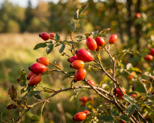 Раскрываем секреты шиповника