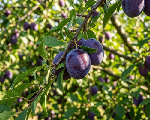 Как правильно выбирать, хранить и употреблять сливы?