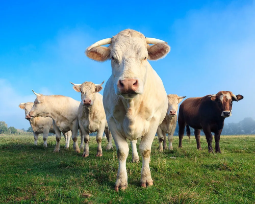 Какое бывает мясо? Виды и названия