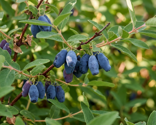 Жимолость вкусная и полезная. Самая ранняя дачная ягода