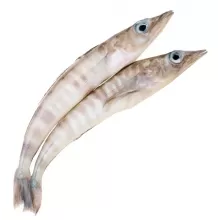 Ледяная рыба
