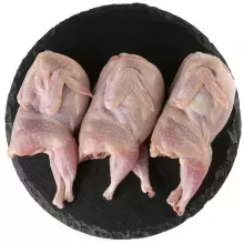 Перепела домашние