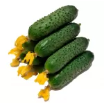 Огурцы короткоплодные